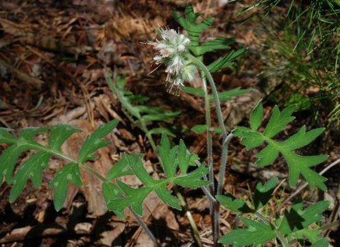 Image of western waterleaf