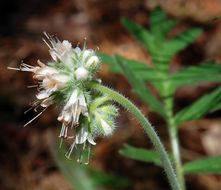 Image de Hydrophyllum occidentale (S. Wats.) A. Gray