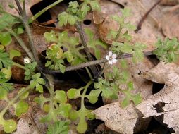 Imagem de Nemophila heterophylla Fisch. & C. A. Mey.