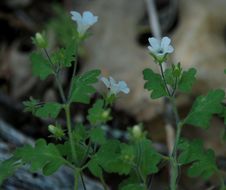 Imagem de Nemophila heterophylla Fisch. & C. A. Mey.