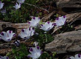 Image de Nemophila maculata Benth. ex Lindl.