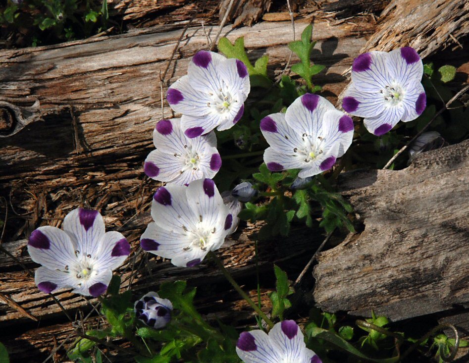 Imagem de Nemophila maculata Benth. ex Lindl.