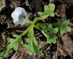 Imagem de Nemophila pedunculata Dougl. ex Benth.