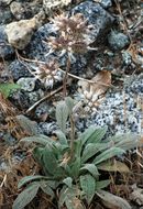 Image of Kaweah River phacelia