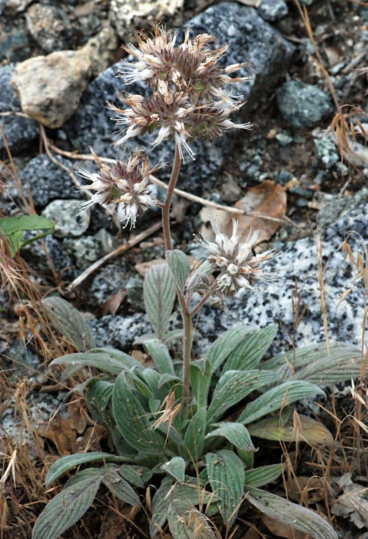 Image of Kaweah River phacelia