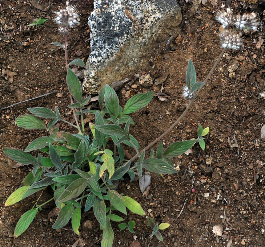 Image of Kaweah River phacelia