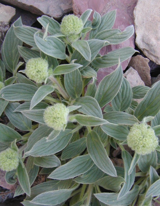 Image of silverleaf phacelia