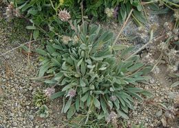 Image of compact phacelia