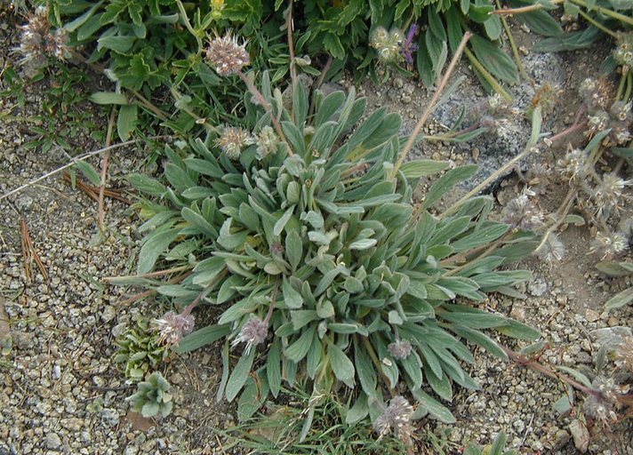 Image of compact phacelia