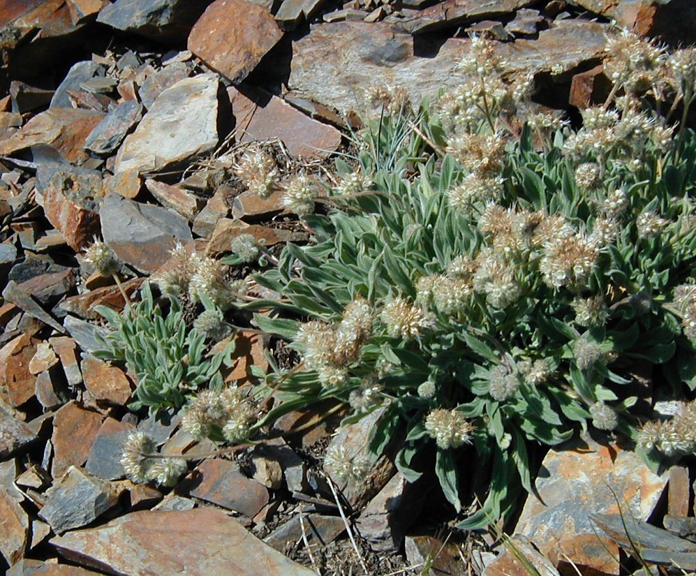 Phacelia hastata var. compacta (Brand) Cronq.的圖片