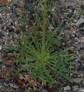 Phacelia heterophylla var. virgata (Greene) R. D. Dorn resmi