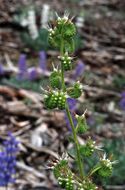 Phacelia heterophylla var. virgata (Greene) R. D. Dorn的圖片