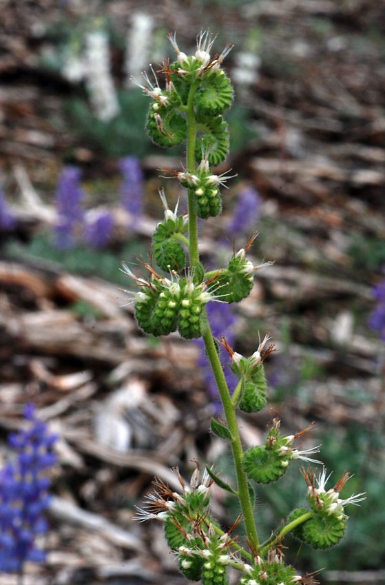 Phacelia heterophylla var. virgata (Greene) R. D. Dorn resmi