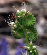 Phacelia heterophylla var. virgata (Greene) R. D. Dorn的圖片