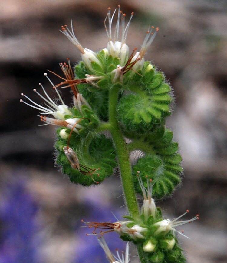 Image of varileaf phacelia