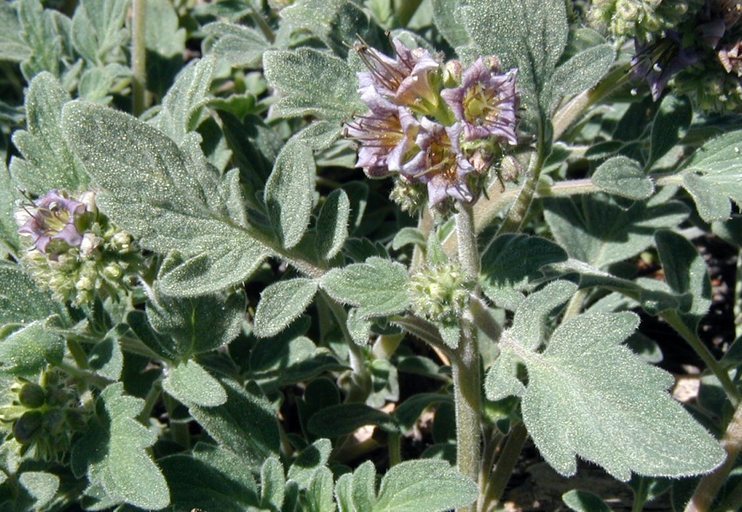 Image of waterleaf phacelia