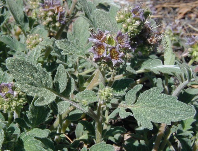 Image of waterleaf phacelia