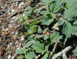 Image of waterleaf phacelia