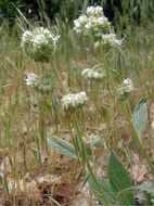 Phacelia mutabilis Greene的圖片