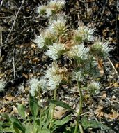 Phacelia mutabilis Greene的圖片