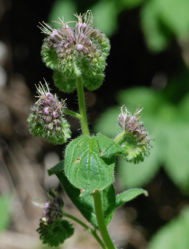 Phacelia mutabilis Greene的圖片