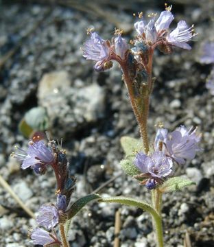 Phacelia quickii Howell的圖片