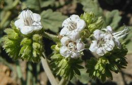 Image of branching phacelia