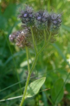 Phacelia mutabilis Greene的圖片