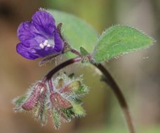 Image of Mariposa phacelia