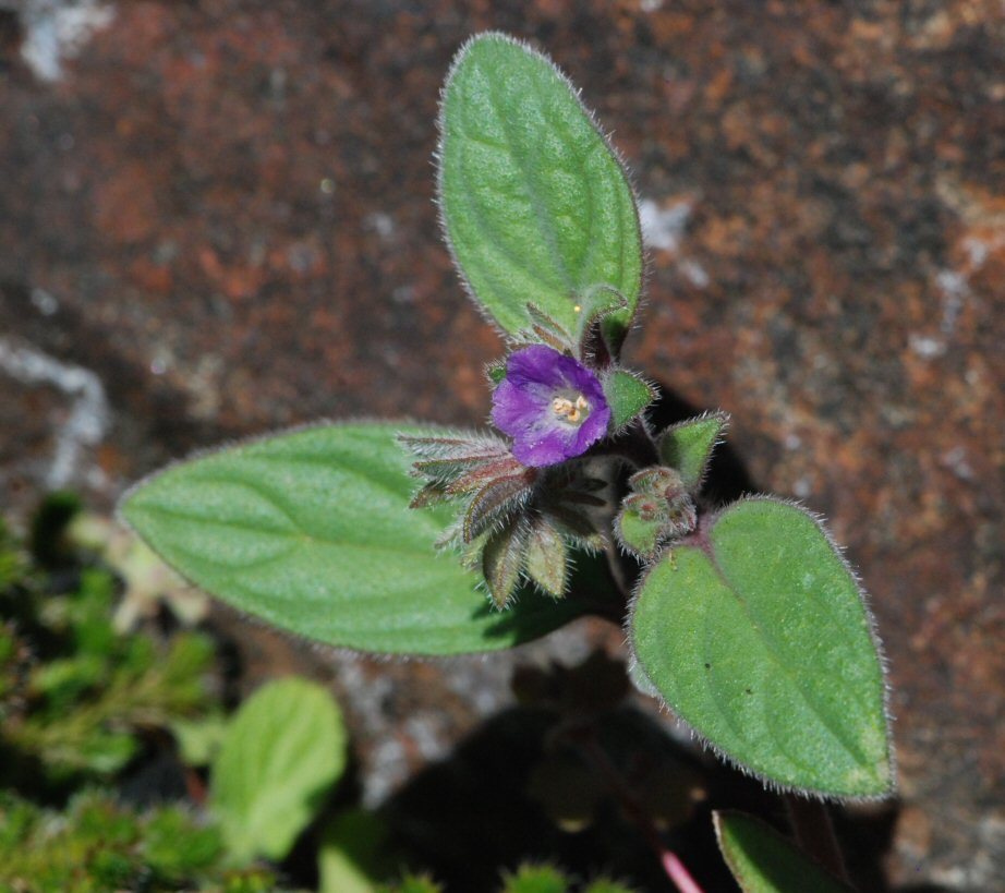 Image of Mariposa phacelia