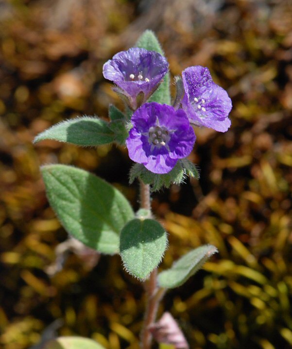 Image of Mariposa phacelia