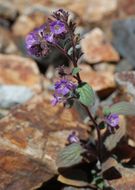 Image of Mariposa phacelia