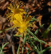 Image de Hypericum concinnum Benth.