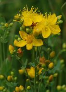 Image of Scouler's St. John's-Wort