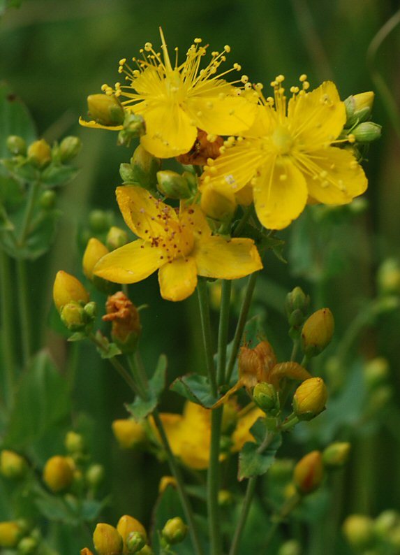 Image de Hypericum scouleri Hook.