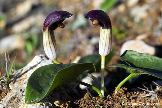 Image of Arisarum simorrhinum Durieu