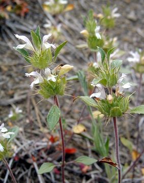 Image of Santa Clara thorn-mint