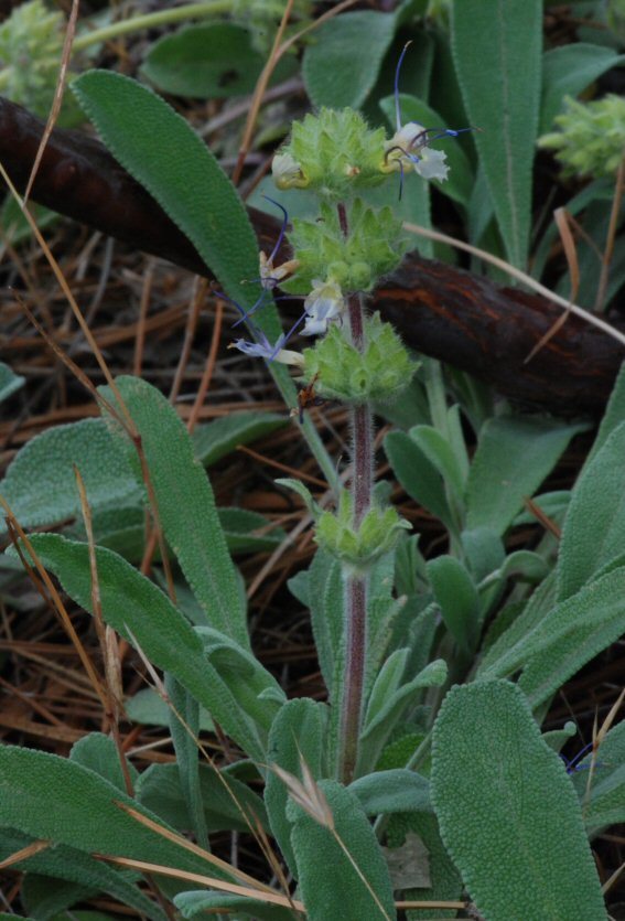 Image of creeping sage