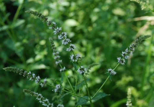 Слика од Mentha spicata L.