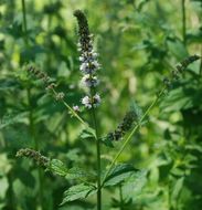 Image of Garden mint