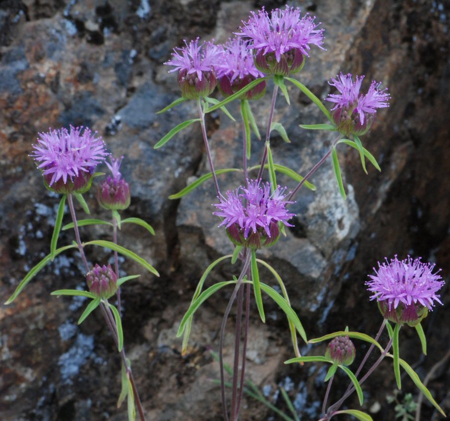 صورة Monardella breweri subsp. lanceolata (A. Gray) A. C. Sanders & Elvin