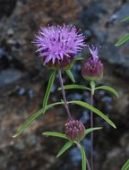 صورة Monardella breweri subsp. lanceolata (A. Gray) A. C. Sanders & Elvin