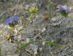 Image of mustang monardella