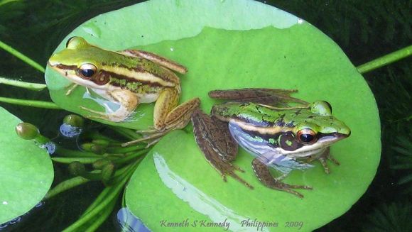 Image of Common Green Frog