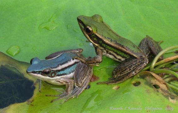 Image of Common Green Frog