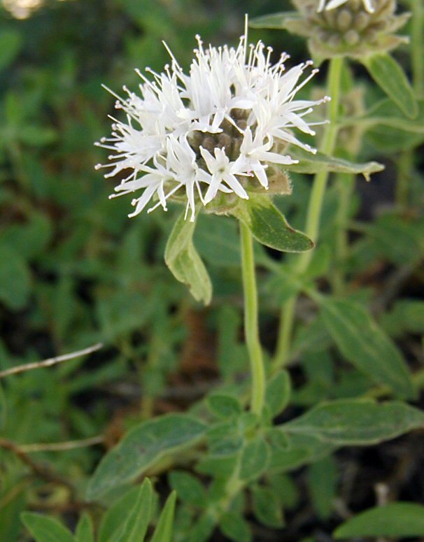 Image of mountain monardella