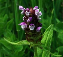 صورة Prunella vulgaris subsp. lanceolata (W. P. C. Barton) Piper & Beattie