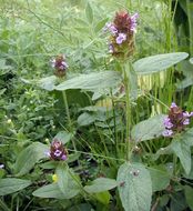 صورة Prunella vulgaris subsp. lanceolata (W. P. C. Barton) Piper & Beattie