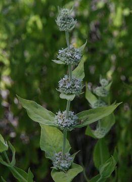 Image of Sierra mint