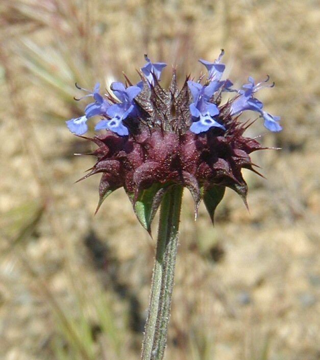 Imagem de Salvia columbariae Benth.